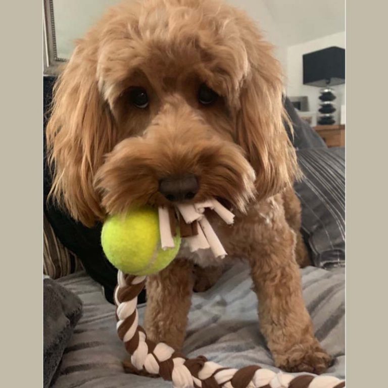 Rag Dogs Review Reggie The Cockapoo