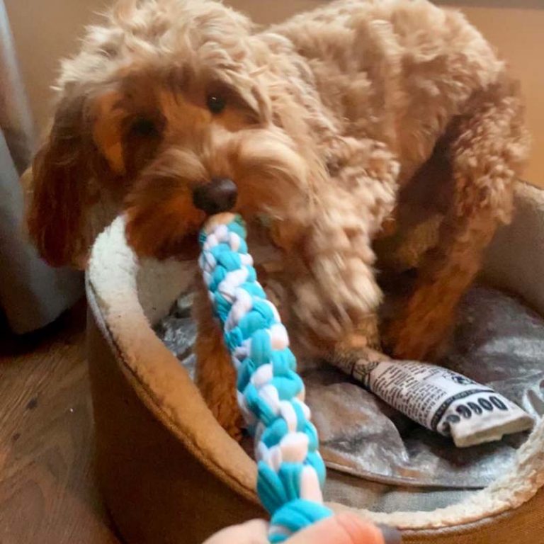 Rag Dogs Review Reggie The Cockapoo