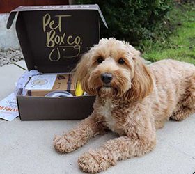 Pet Box Co – September Box